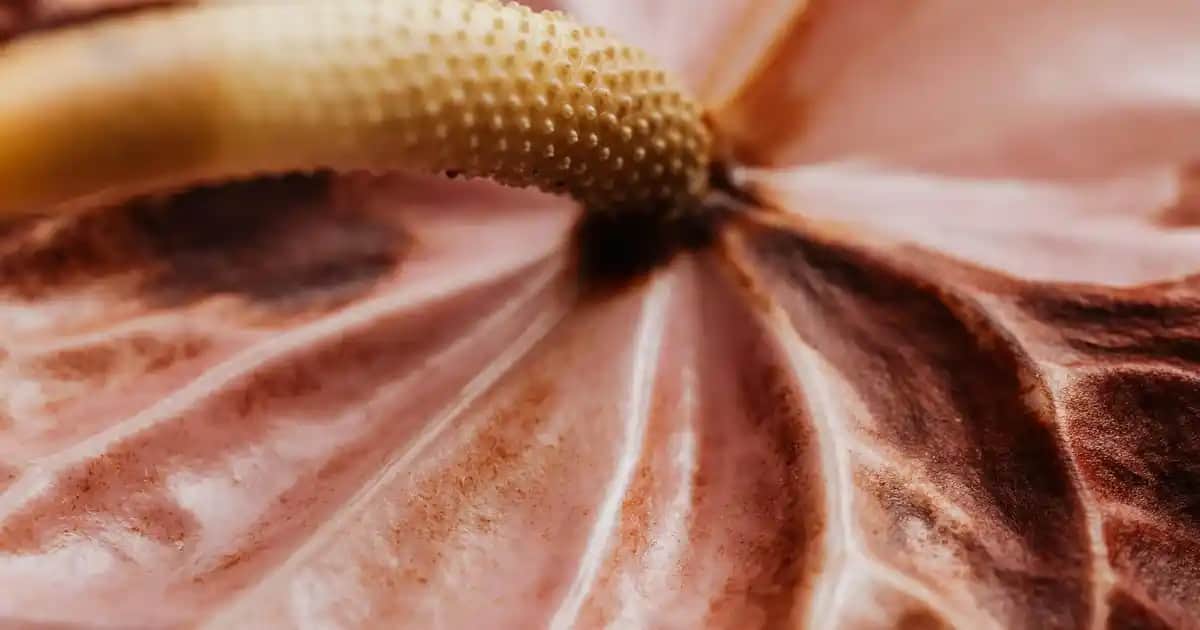 Bootcut Jeanler: Modada Yeniden Popülerlik Kazanan Rahat ve Şık Kesim