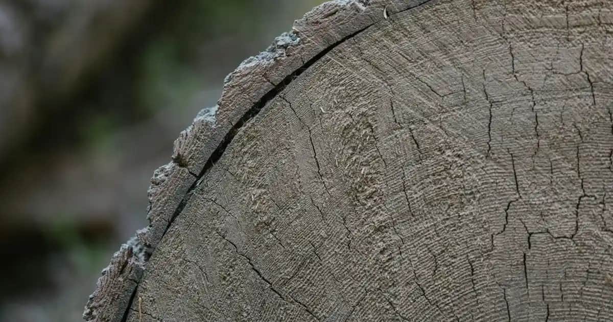 Çocuk Kazak Modelleri ve Örgü Teknikleri: Farklı Tasarımlar ve Stil Önerileri