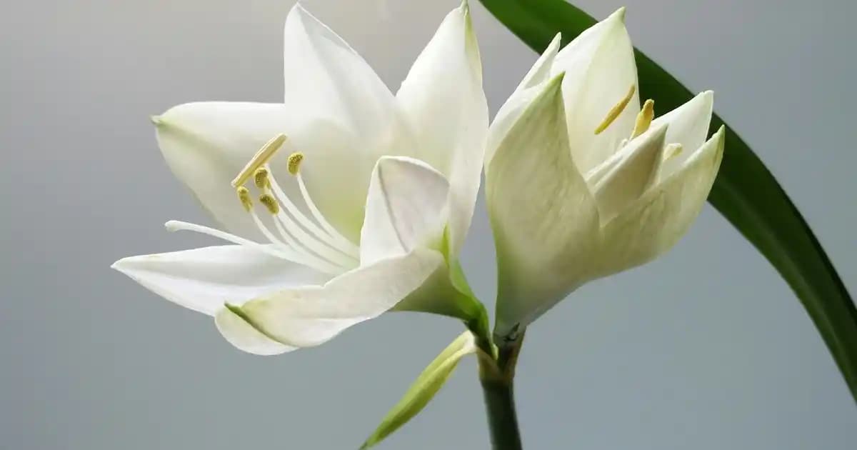 Denim Ceketlerin Moda Dünyasındaki Yeri ve Stil İpuçları 2024