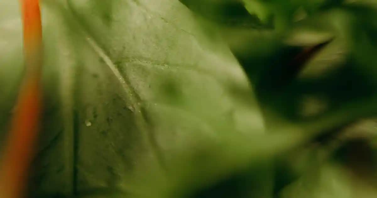 Denim Şortlar: Yaz Modasında Rahatlık ve Şıklığın Mükemmel Uyumu