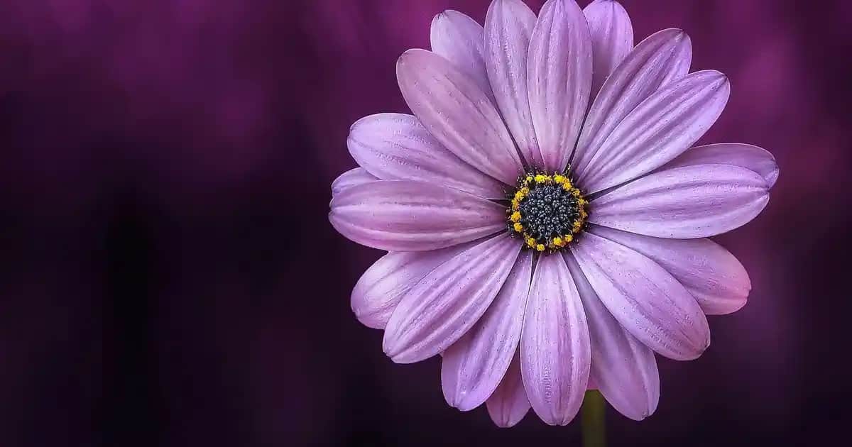 Erkek Siyah Kot Pantolonlarıyla Şıklık ve Rahatlığı Bir Arada Yakalayın