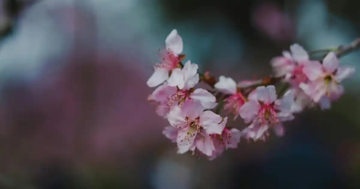 Fistolu Bluz Modelleri ve Kombin İpuçlarıyla Şıklığınızı Yükseltin