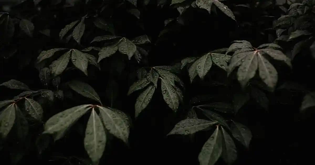 Kadın Gri Blazer Ceket: Çok Yönlü Şıklık ve Profesyonellik İçin İdeal Parça