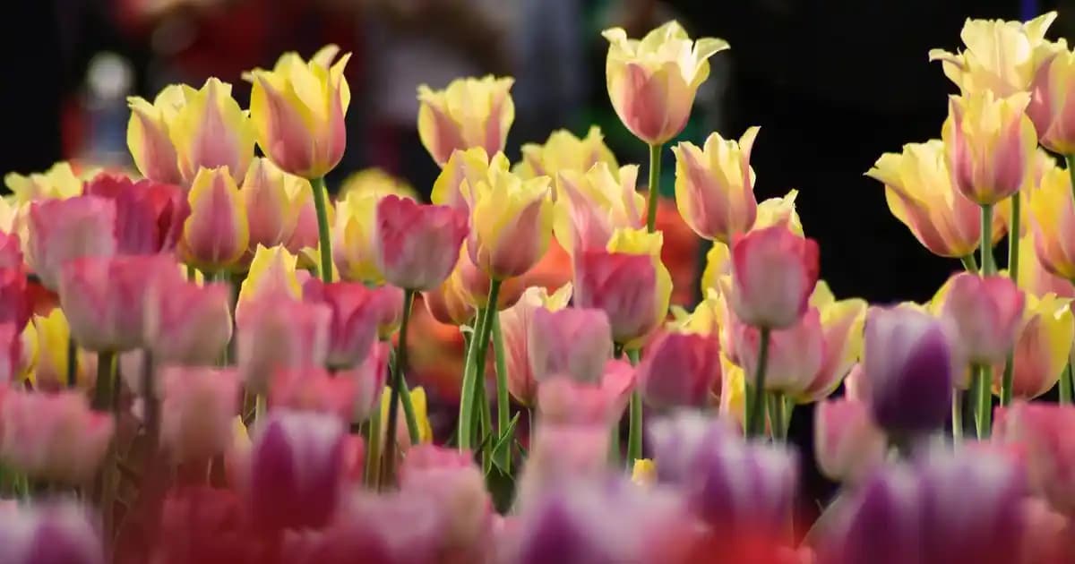 Kimono Yelek Modası: Geleneksel Estetik ile Günümüz Stilinin Buluşması