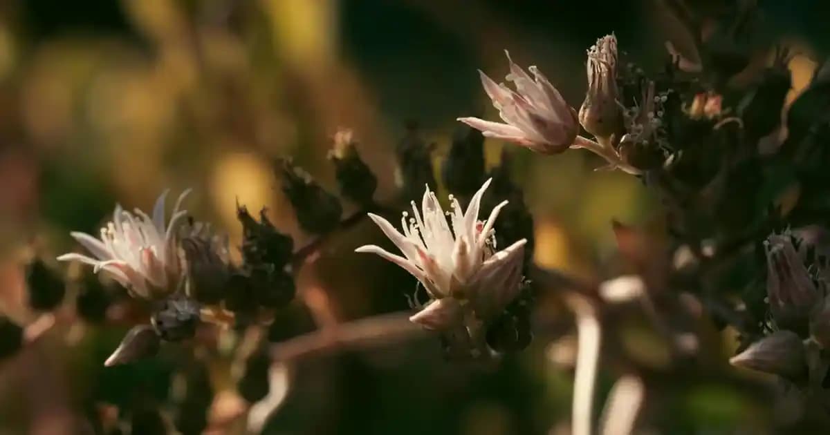 2025'te Askılı Bebek Etekleri: Minikler İçin Şıklık ve Rahatlığın 5 Sırrı