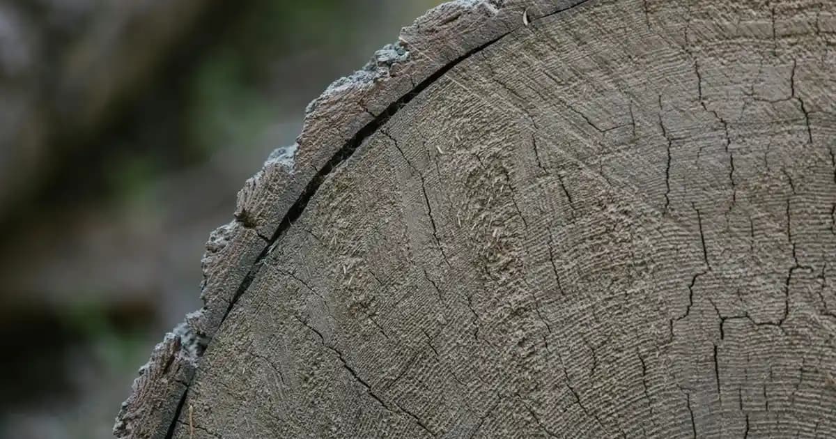 Atletli Tişörtler: Spor ve Günlük Hayatta Konfor ve Şıklık Sunan Modern Giyim Seçenekleri