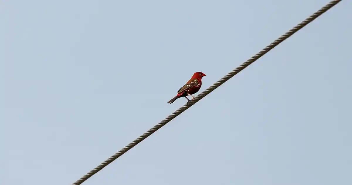 Büyük Beden Kapri Pantolonlar: Konfor ve Şıklığın Modern Buluşması