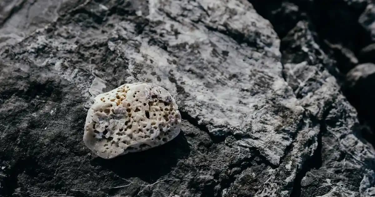 Erkek Boxer Seçiminde Konfor ve Stil İçin Pamuklu Modellerin Önemi ve Doğru Tercih İpuçları