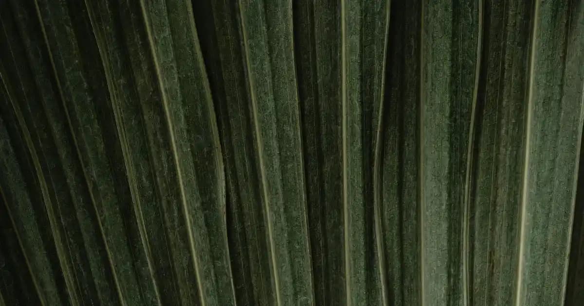 Erkekler İçin Siyah Beyaz Eşofman Takımları: Stil ve Konforun Buluşması