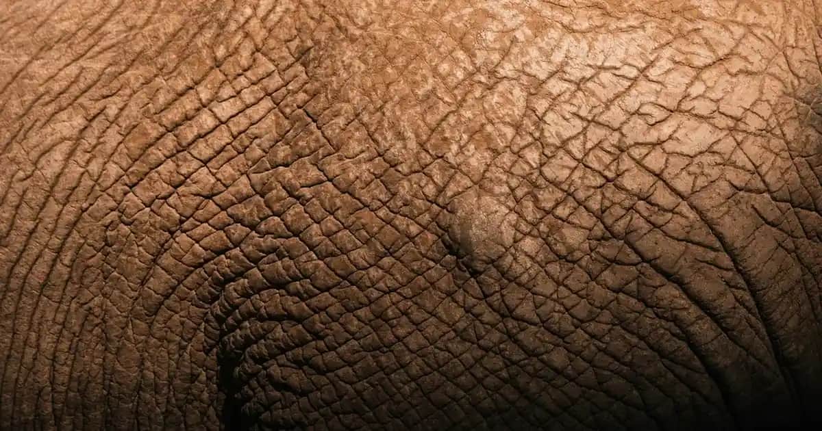 Kırmızı Eşofman Altları: Spor ve Günlük Şıklığın Modern Tercihi