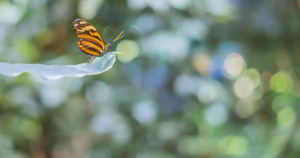 Lumberjack Bayan Eşofman Altlarıyla Günlük Şıklık ve Konforun Buluşması