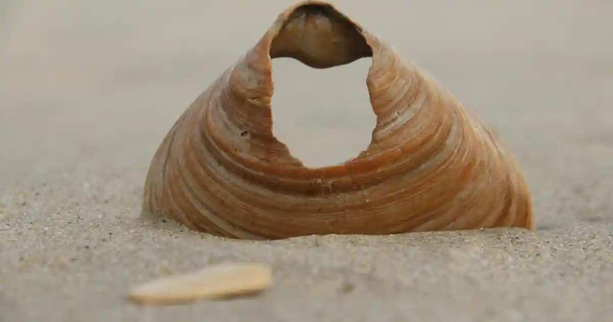 Şort Korse Nedir, Nasıl Kullanılır ve Günlük Hayatta Avantajları Nelerdir