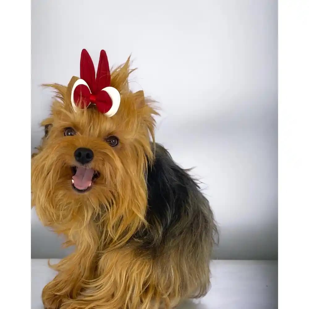 Köpek Tokası Nedir, Neden Popüler ve Stil İpuçlarıyla Kombinasyon Önerileri