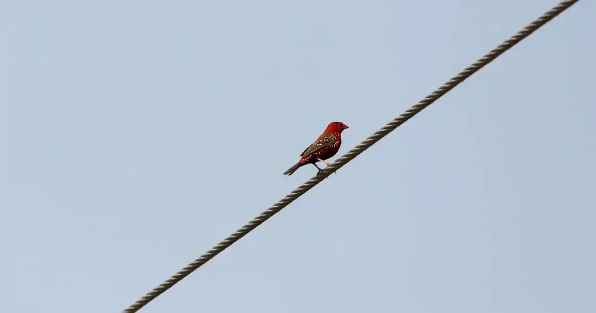 Mercan Küpe Nedir? Doğal Malzeme ve Trend Modelleri Hakkında Bilgi