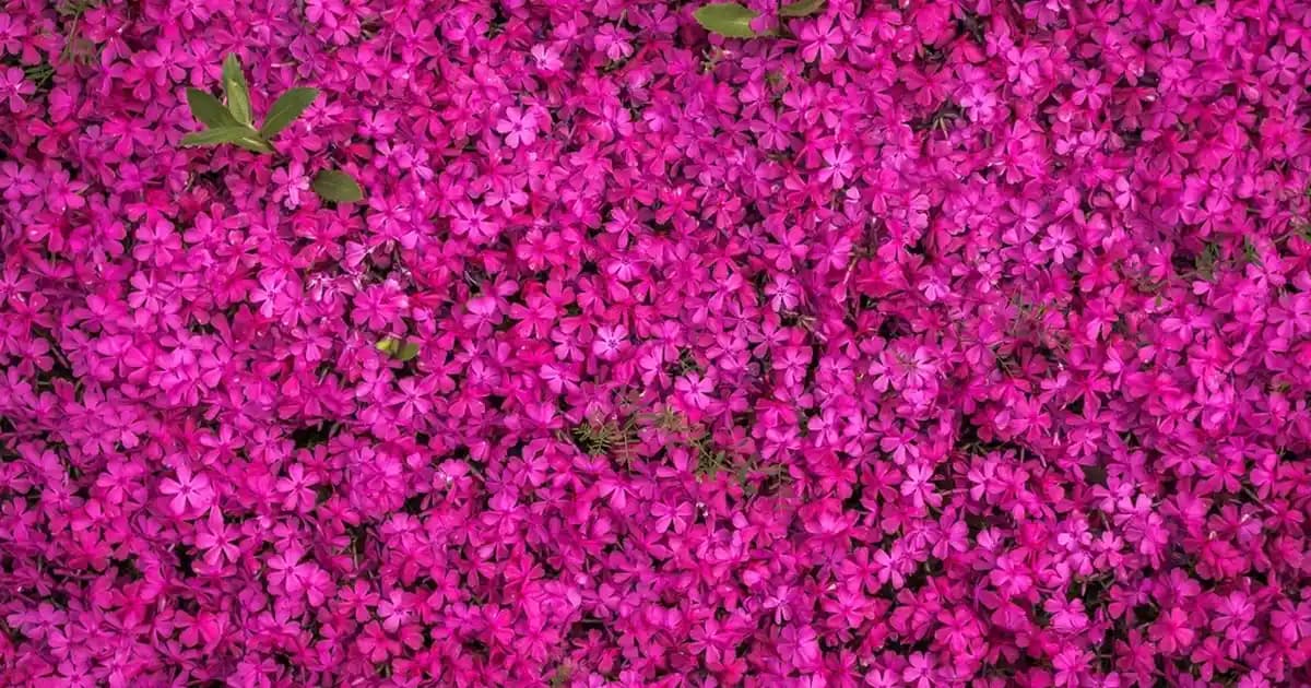 Anatomik Taban Nedir ve Moda ile Sağlık Arasındaki Bağlantı Nasıl Gelişiyor