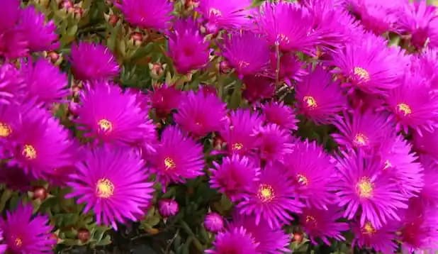 Damat Mendili: Geleneksel ve Modern Düğün Modasında Zarif Detaylar ve Gelecek Trendler