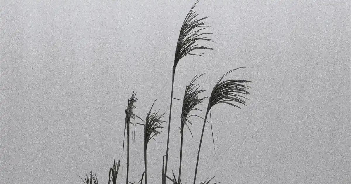 En İyi Yün Çorap Markaları ve Seçim Rehberi: Moda ve Konforun Buluştuğu Nokta