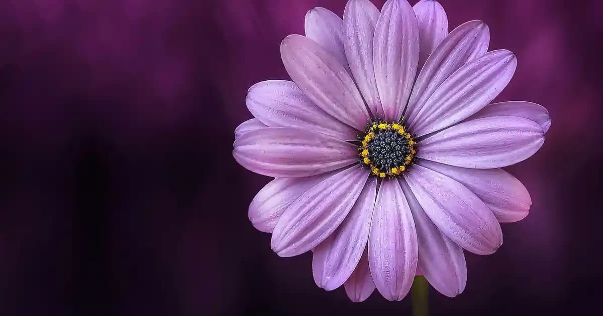 Erkek Diz Altı Paltoları: Kış Modasında Şıklık ve Fonksiyonellik İçin En İyi Seçenekler