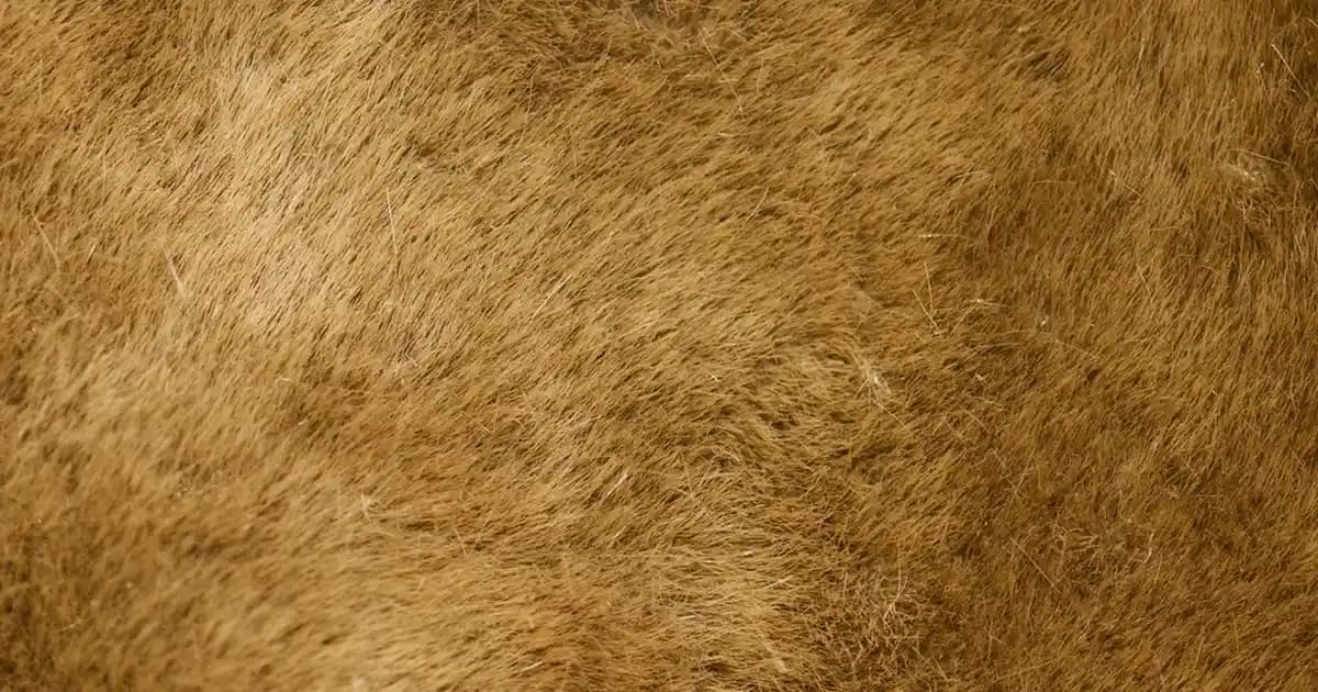 Erkekler İçin Kaşmir Kaban: Şıklık ve Konfor Sunan Lüks Kış Parçası