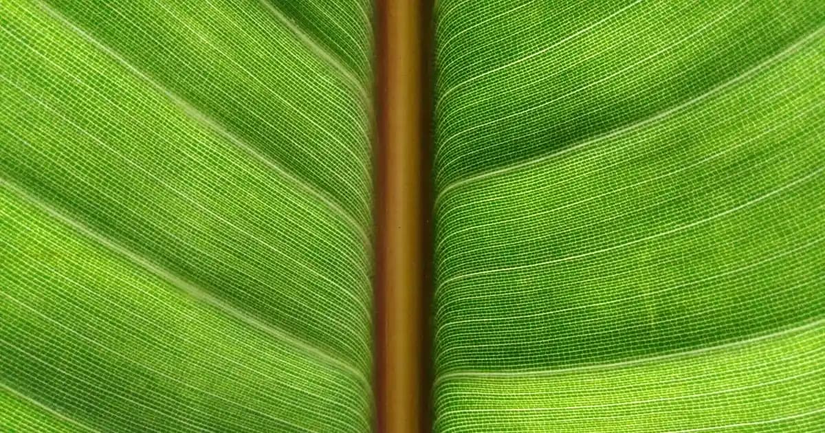 İnci Detaylı Erkek Cüzdanları: Şıklık ve Fonksiyonelliğin Modern Tasarımı