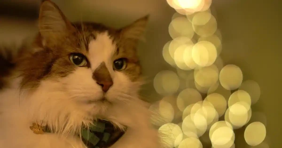 Moda ve Teknolojinin Buluşması: Adidas Ozelle Cloudfoam ile Güncel Trendler ve Yenilikler