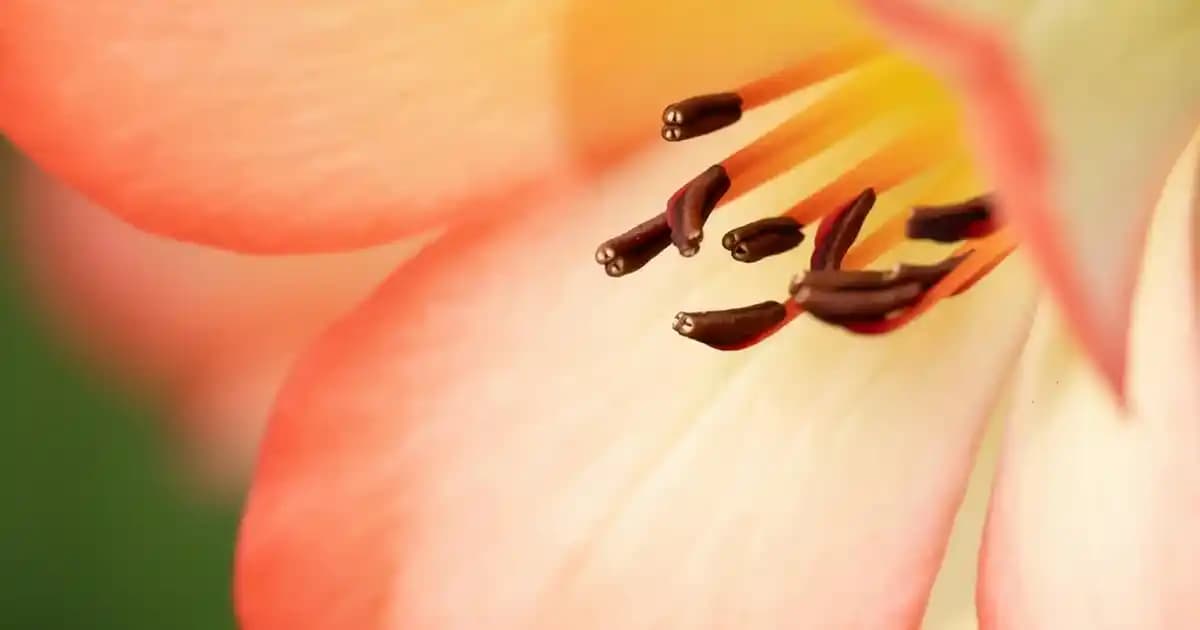 North Face ve Moda Dünyası: Stil ve Fonksiyonelliğin Buluşması Analizi