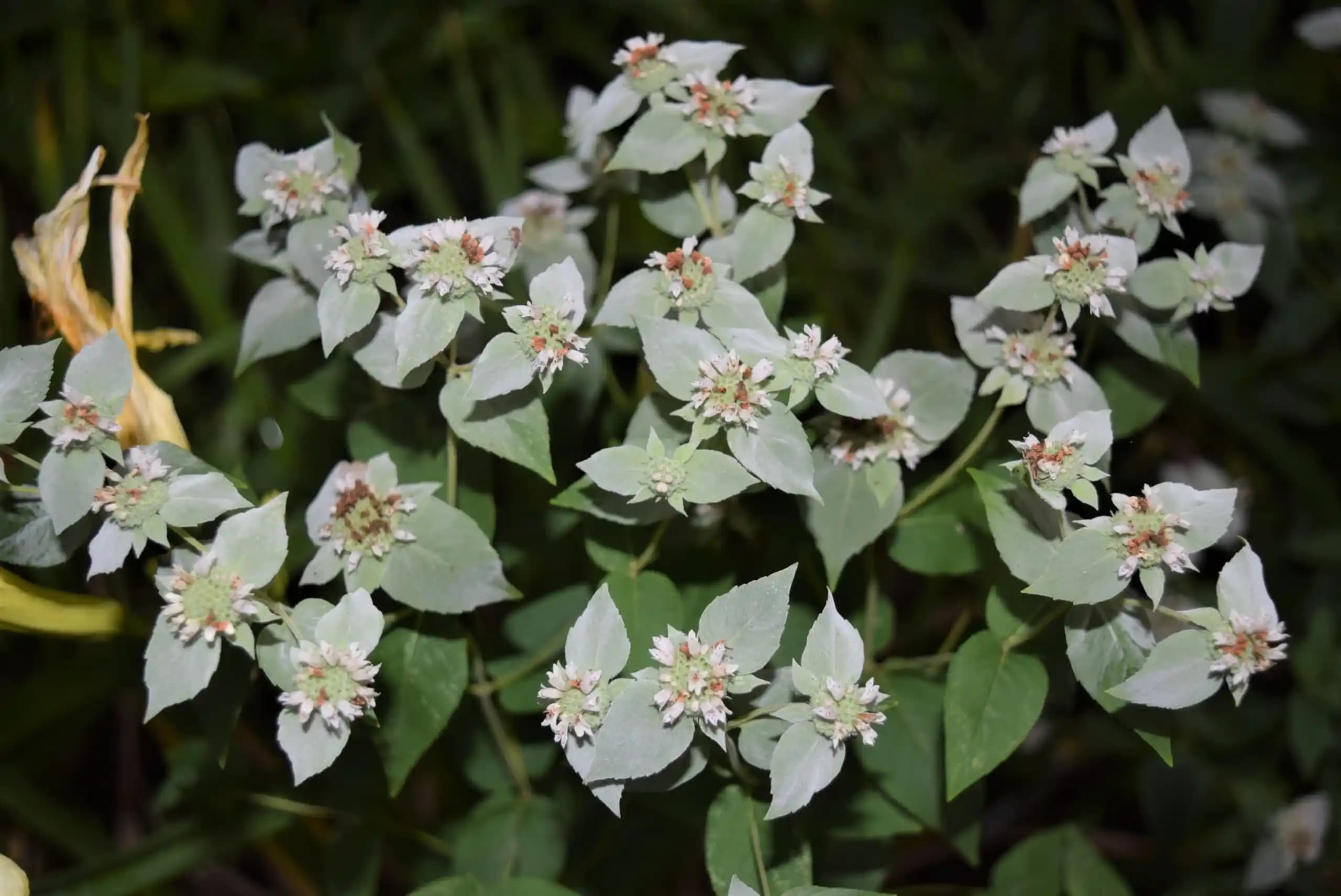 Dağcılık ve şehir yaşamını buluşturan mountain mont trendleri ve stil önerileri