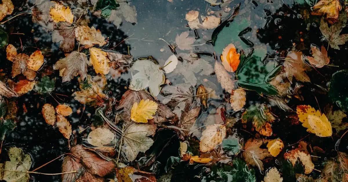 Kadınlar İçin Optik Çerçeve Seçimi ve Moda Trendleri Analizi