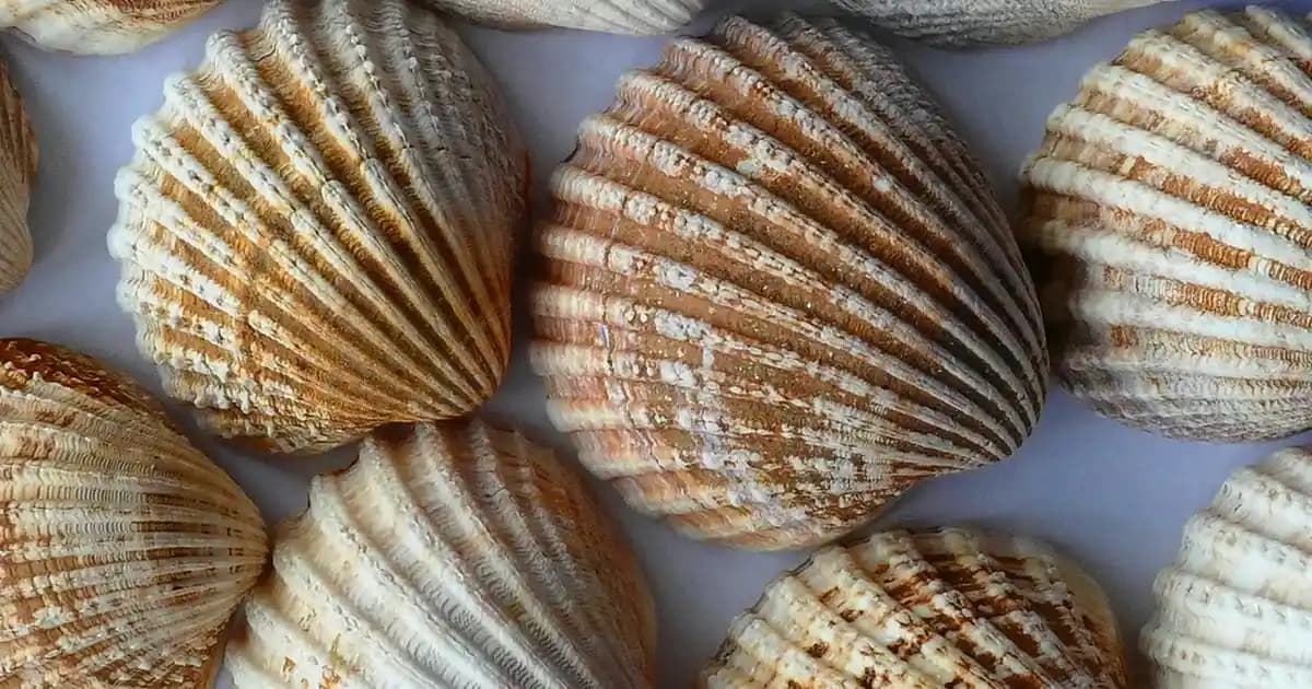 Mavi Fitted Gömleklerin Moda Dünyasındaki Yeri ve Stil Önerileri