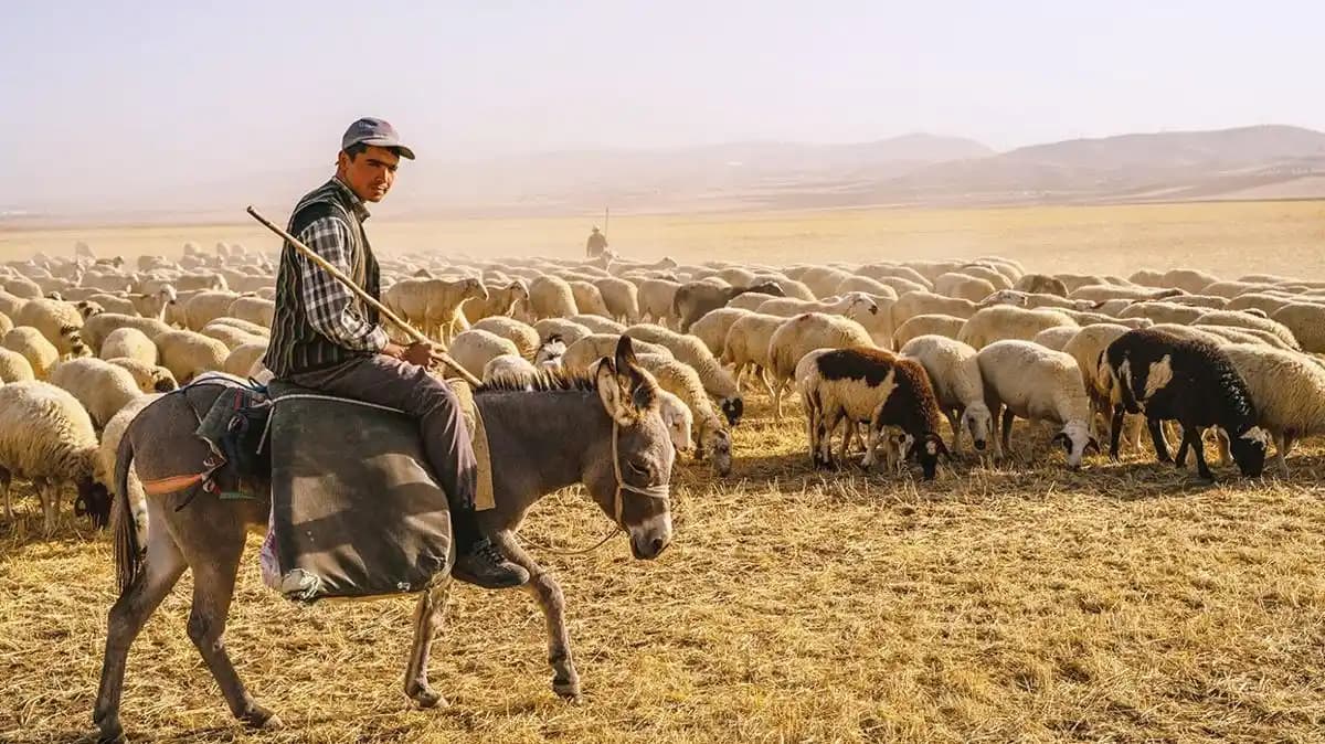 Moda Dünyasında Çoban Kabanı: Zamansız ve Şık Bir Parça