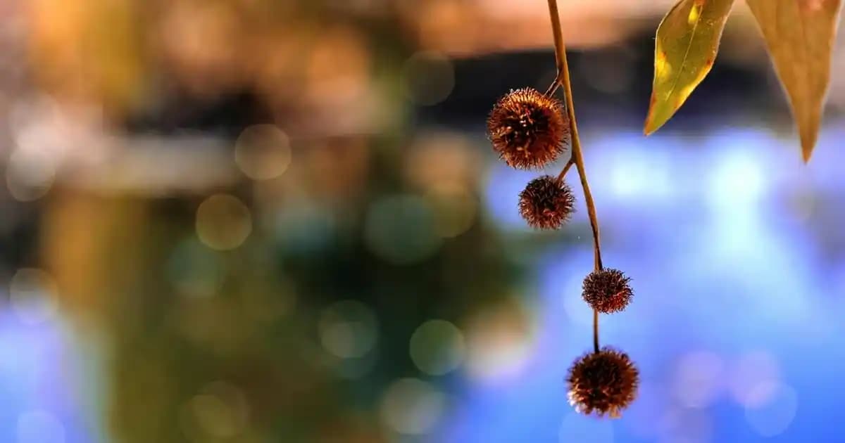 Nike Dunk Low Bej: Moda ve Konforun Modern Buluşması Spor Ayakkabı Seçenekleri