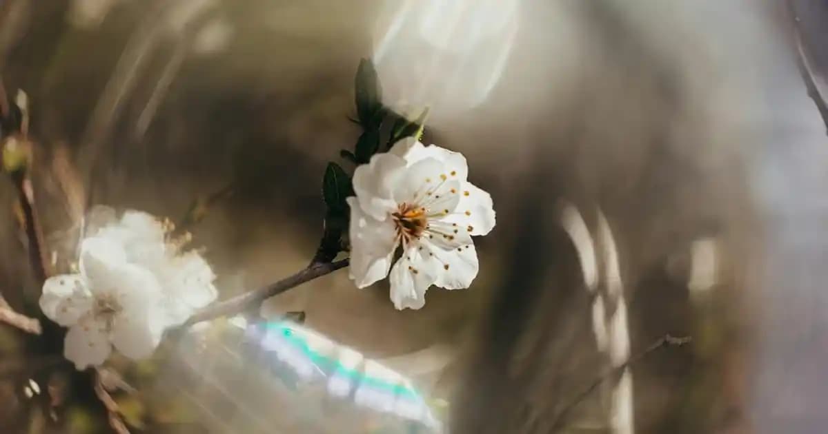 North Face Peluş Ürünleriyle Moda ve Konforun Uyumunu Yakalayın