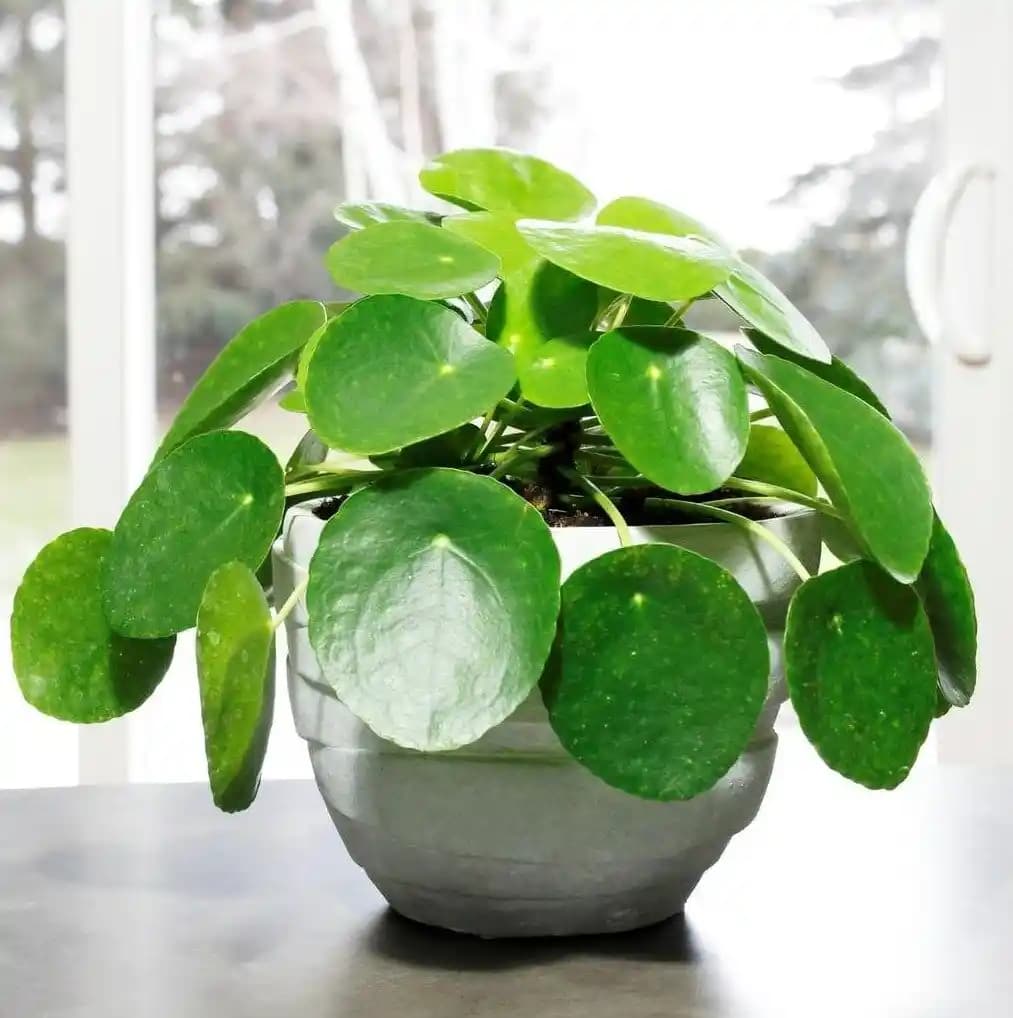 Para Çiçeği Motifleriyle Doğadan İlham Alan Moda Trendleri ve Stil İpuçları