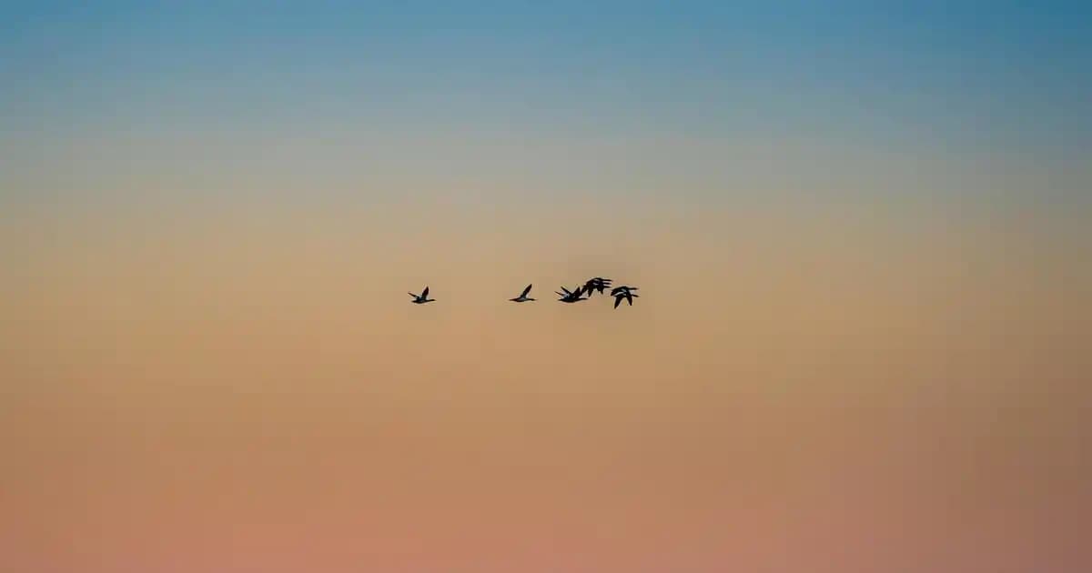 Siyah Deri Kadın Botları Modanın Zamansız Şıklığını Yansıtan Klasik Parça