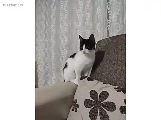 Tekir Smokin Nedir, Özellikleri ve Moda Dünyasındaki Yeri Hakkında Detaylar