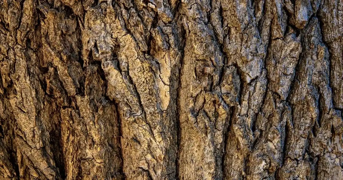 Uzun Deri Palto Modelleri ve Trendler: Şıklık ve Fonksiyonellik İçin En İyi Seçenekler